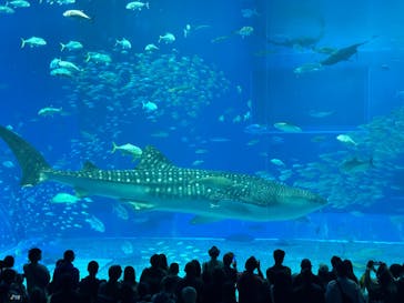 沖縄美ら海水族館に投稿された画像（2025/3/21）