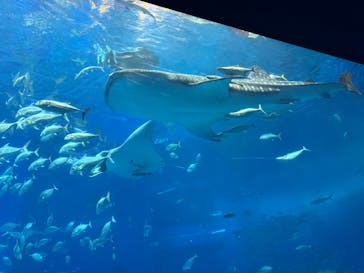 沖縄美ら海水族館に投稿された画像（2025/3/21）