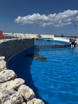 沖縄美ら海水族館に投稿された画像（2025/3/21）