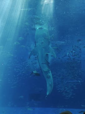 沖縄美ら海水族館に投稿された画像（2025/3/21）