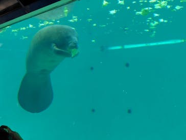 沖縄美ら海水族館に投稿された画像（2025/3/21）