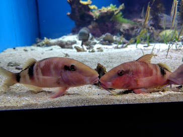 沖縄美ら海水族館に投稿された画像（2025/3/21）