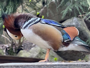 伊豆シャボテン動物公園に投稿された画像（2025/3/21）