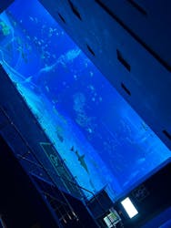 沖縄美ら海水族館×熱帯ドリームセンターに投稿された画像（2025/3/21）