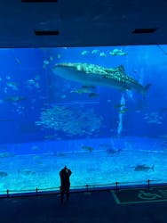 沖縄美ら海水族館×熱帯ドリームセンターに投稿された画像（2025/3/21）