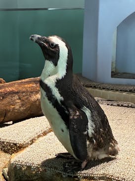 NIFREL（ニフレル）に投稿された画像（2025/3/21）