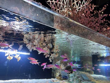 マクセル アクアパーク品川に投稿された画像（2025/3/21）