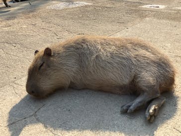 長崎バイオパークに投稿された画像（2025/3/22）