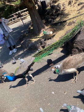 伊豆シャボテン動物公園に投稿された画像（2025/3/22）