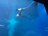 沖縄美ら海水族館に投稿された画像（2025/3/22）