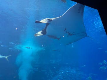 沖縄美ら海水族館に投稿された画像（2025/3/22）