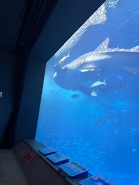 沖縄美ら海水族館に投稿された画像（2025/3/22）