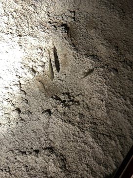 おきなわワールドに投稿された画像（2025/3/22）