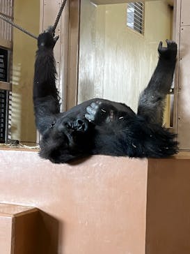 名古屋市東山動植物園に投稿された画像（2025/3/22）