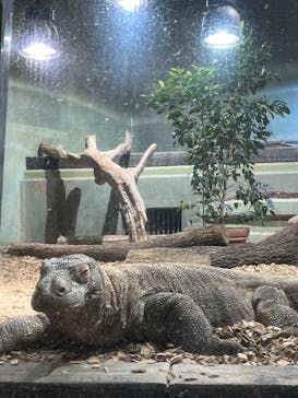 名古屋市東山動植物園に投稿された画像（2025/3/22）