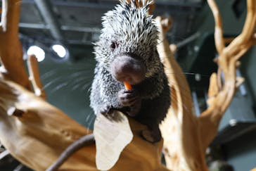 カワスイ 川崎⽔族館に投稿された画像（2025/3/22）