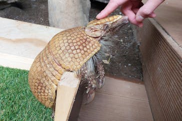 カワスイ 川崎⽔族館に投稿された画像（2025/3/22）