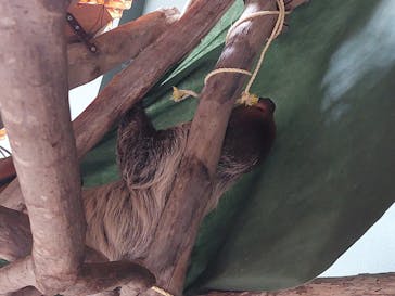 カワスイ 川崎⽔族館に投稿された画像（2025/3/22）