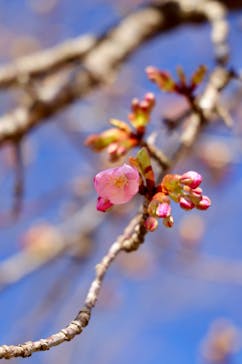 彫刻の森美術館に投稿された画像（2025/3/22）