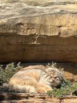 那須どうぶつ王国に投稿された画像（2025/3/22）