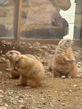 那須どうぶつ王国に投稿された画像（2025/3/22）