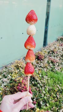 OSAKA Strawberry Festivalに投稿された画像（2025/3/22）