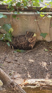 伊豆アニマルキングダムに投稿された画像（2025/3/22）