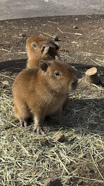 伊豆アニマルキングダムに投稿された画像（2025/3/22）