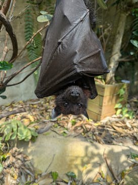 長崎バイオパークに投稿された画像（2025/3/22）