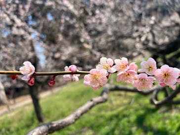 偕楽園本園に投稿された画像（2025/3/22）