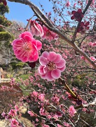 偕楽園本園に投稿された画像（2025/3/22）