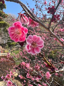 偕楽園本園に投稿された画像（2025/3/22）