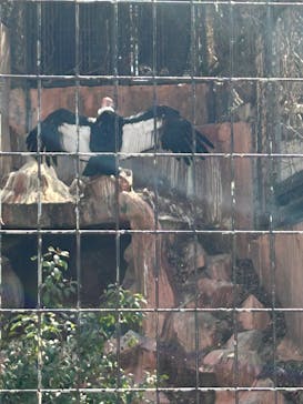 天王寺動物園に投稿された画像（2025/3/22）