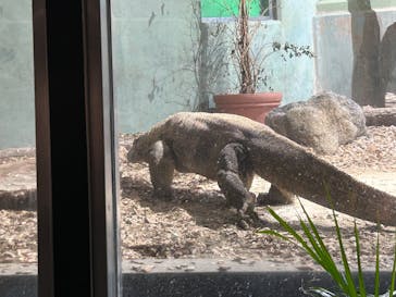 名古屋市東山動植物園に投稿された画像（2025/3/22）