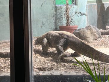 名古屋市東山動植物園に投稿された画像（2025/3/22）