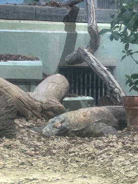 名古屋市東山動植物園に投稿された画像（2025/3/22）