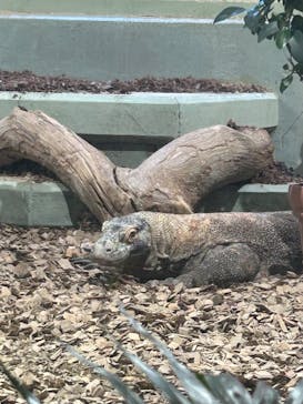 名古屋市東山動植物園に投稿された画像（2025/3/22）