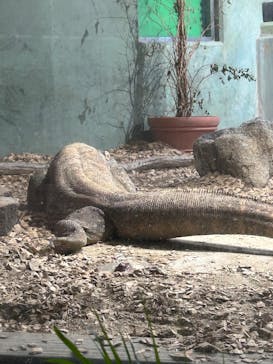 名古屋市東山動植物園に投稿された画像（2025/3/22）