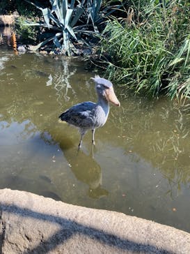 神戸どうぶつ王国に投稿された画像（2025/3/22）