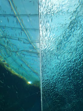 環境水族館アクアマリンふくしまに投稿された画像（2025/3/22）