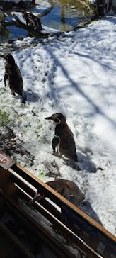 那須どうぶつ王国に投稿された画像（2025/3/22）