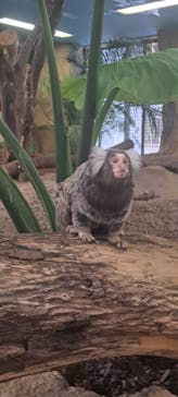 那須どうぶつ王国に投稿された画像（2025/3/22）