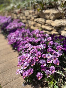 横浜イングリッシュガーデンに投稿された画像（2025/3/22）