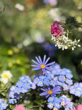 横浜イングリッシュガーデンに投稿された画像（2025/3/22）