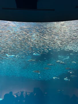 名古屋港水族館に投稿された画像（2025/3/22）