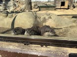 しろとり動物園に投稿された画像（2025/3/22）