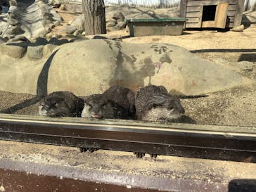 しろとり動物園に投稿された画像（2025/3/22）