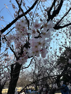 新宿御苑に投稿された画像（2025/3/22）