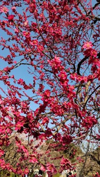 偕楽園本園に投稿された画像（2025/3/22）