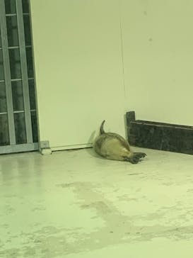 大分マリーンパレス水族館 「うみたまご」に投稿された画像（2025/3/22）